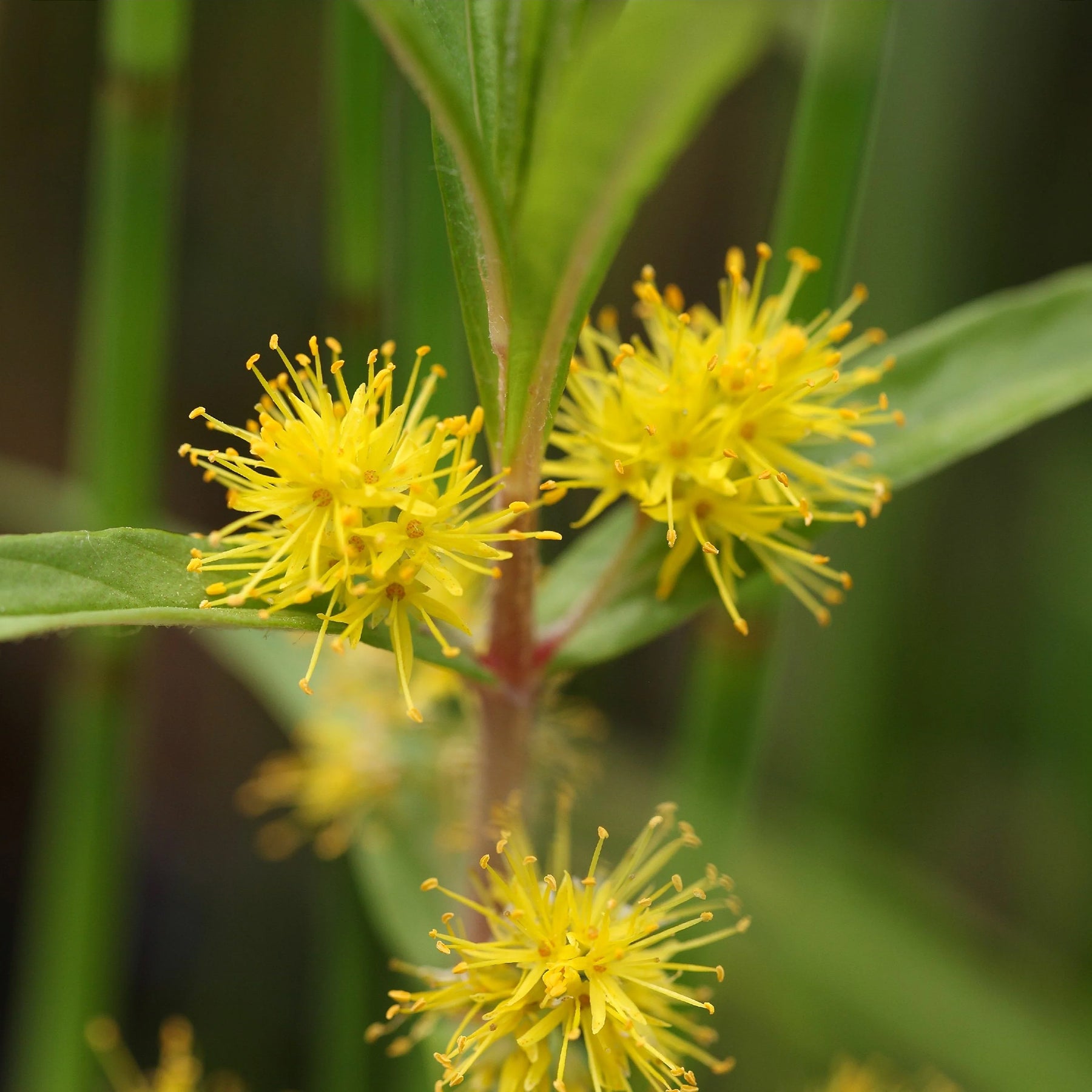 Lysimaque - Lysimaque à fleurs en thyrse - Lysimachia thyrsiflora
