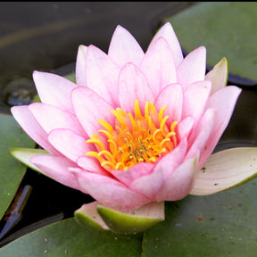 Nénuphar Fabiola - Willemse