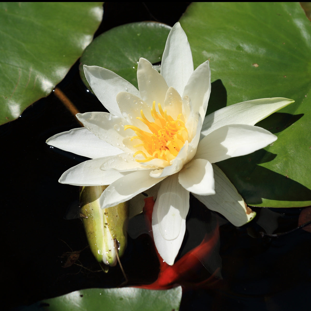 Nénuphar Gladstoniana - Willemse
