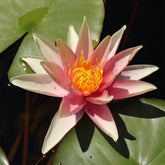 Nénuphar Sioux - Willemse