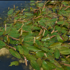 Potamot nageant - Potamogeton natans - Willemse