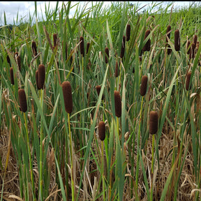 Plantes de berges - Massette de Laxmann - Typha laxmannii