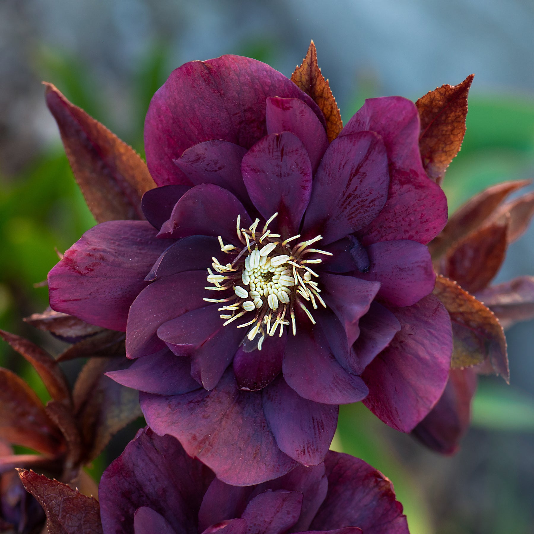Vente 2 Hellébores doubles violettes Ellen - Helleborus orientalis Double Ellen Purple