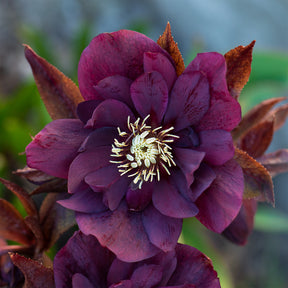 Vente 2 Hellébores doubles violettes Ellen - Helleborus orientalis Double Ellen Purple