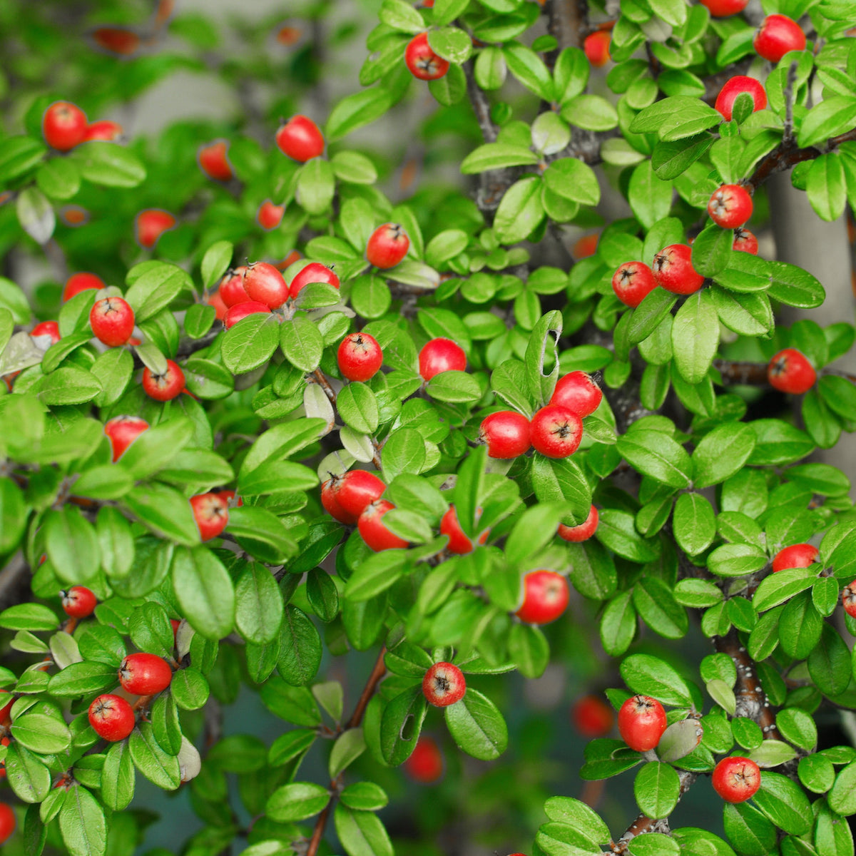 Cotoneaster suecicus Coral Beauty - Willemse