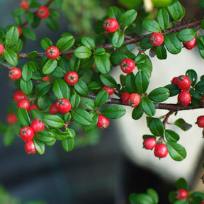 Vente Cotoneaster suecicus Coral Beauty - Cotoneaster suecicus Coral Beauty