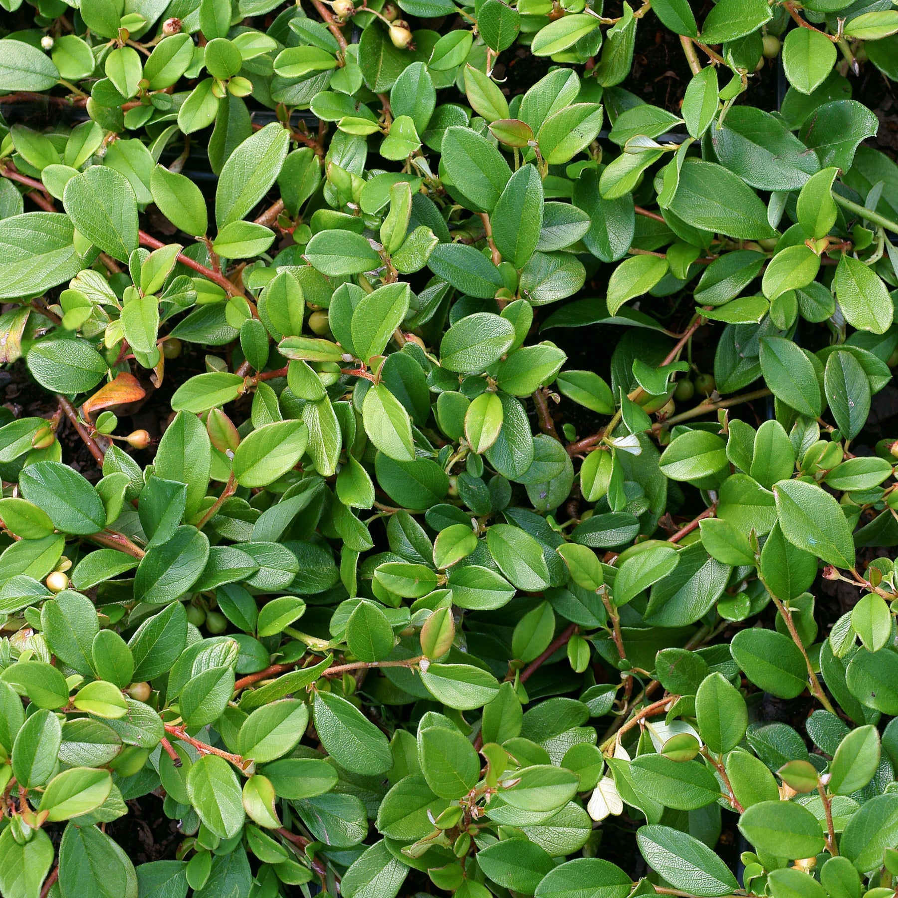 Cotoneaster de Dammer - Cotoneaster Dammeri - Willemse