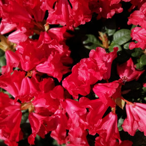 Rhododendron Scarlet Wonder - Rhododendron Scarlet Wonder - Rhododendrons