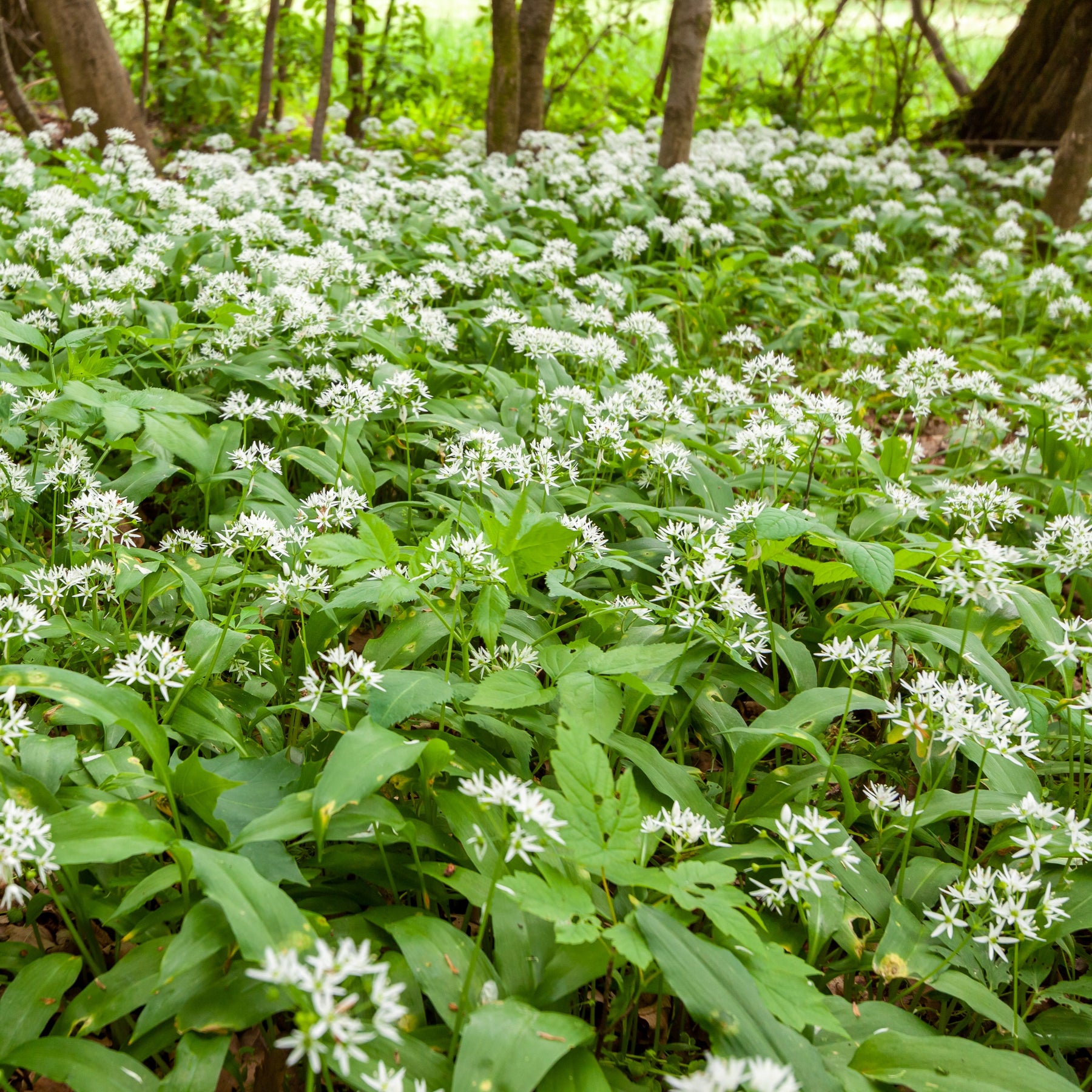 Graines d'aromatiques - Ail des ours - Allium ursinum
