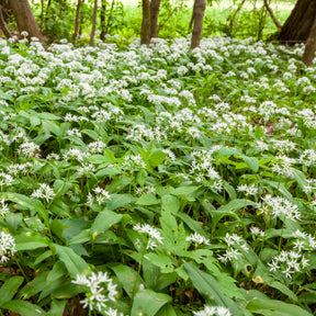 Graines d'aromatiques - Ail des ours - Allium ursinum