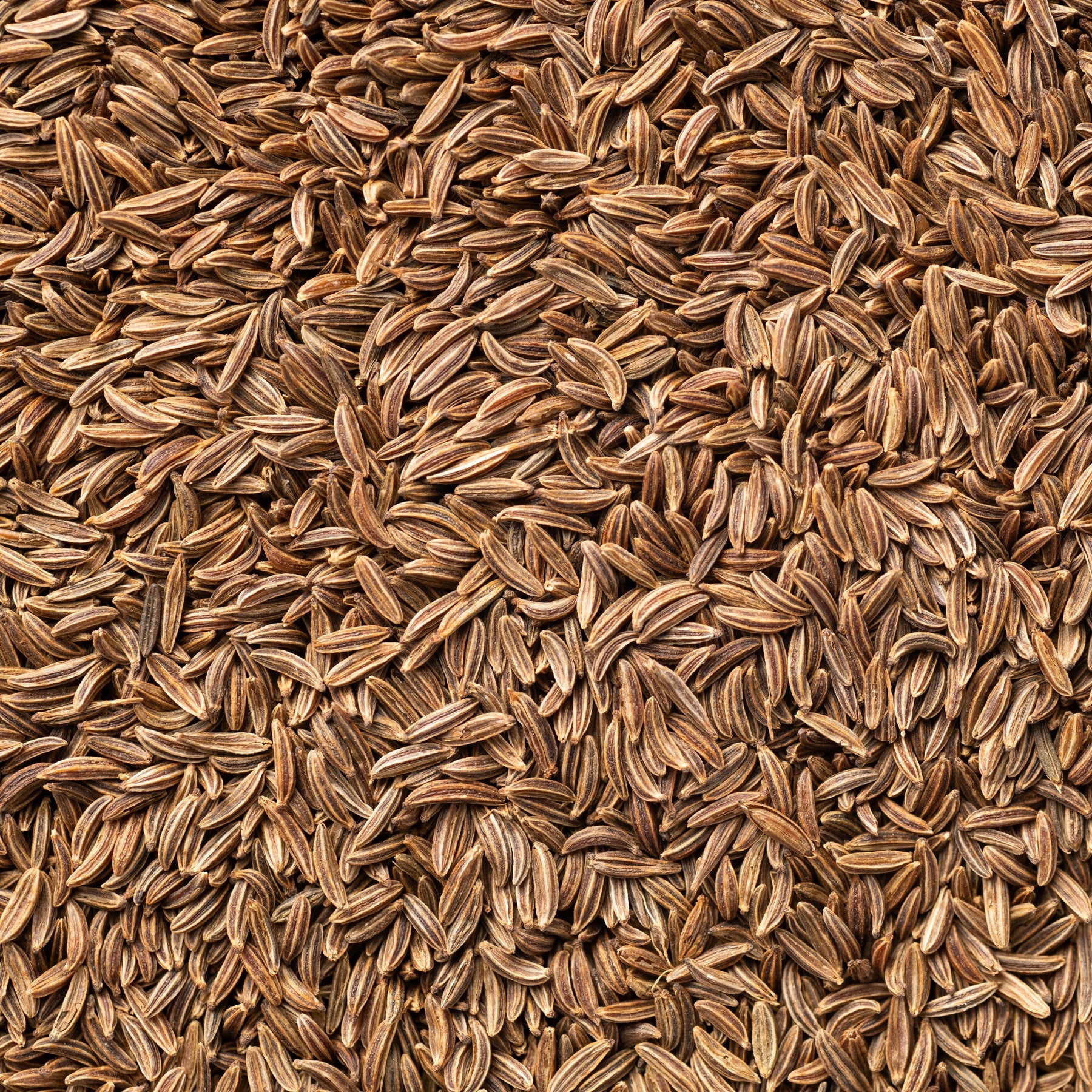 Cumin - Cumin - Willemse