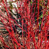 Cornouiller à bois rouge Sibirica - Willemse