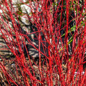 Cornouiller à bois rouge Sibirica - Willemse