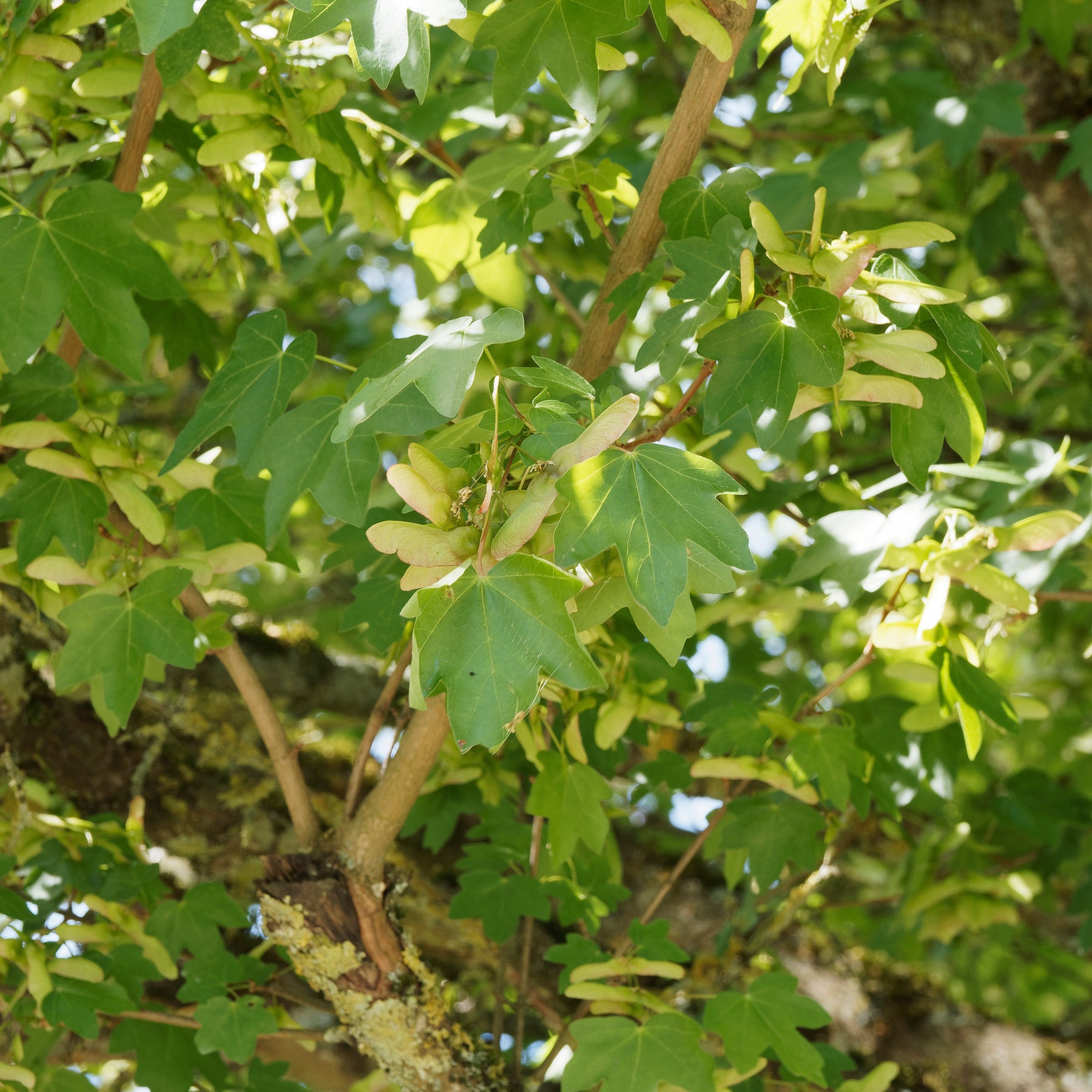 Erable champêtre - Acer campestre - Willemse