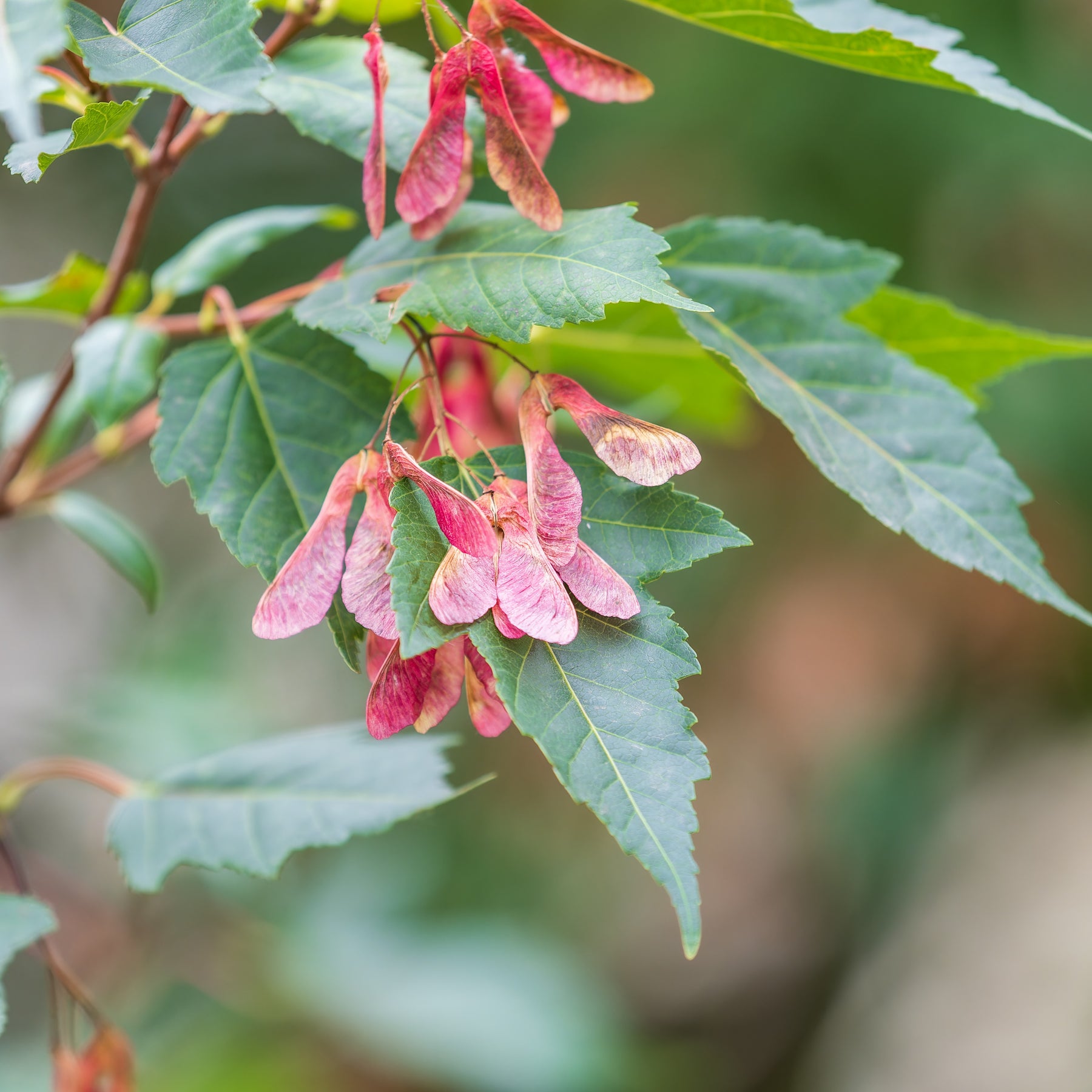 Acer ginnala - Erable du fleuve Amour - Erable