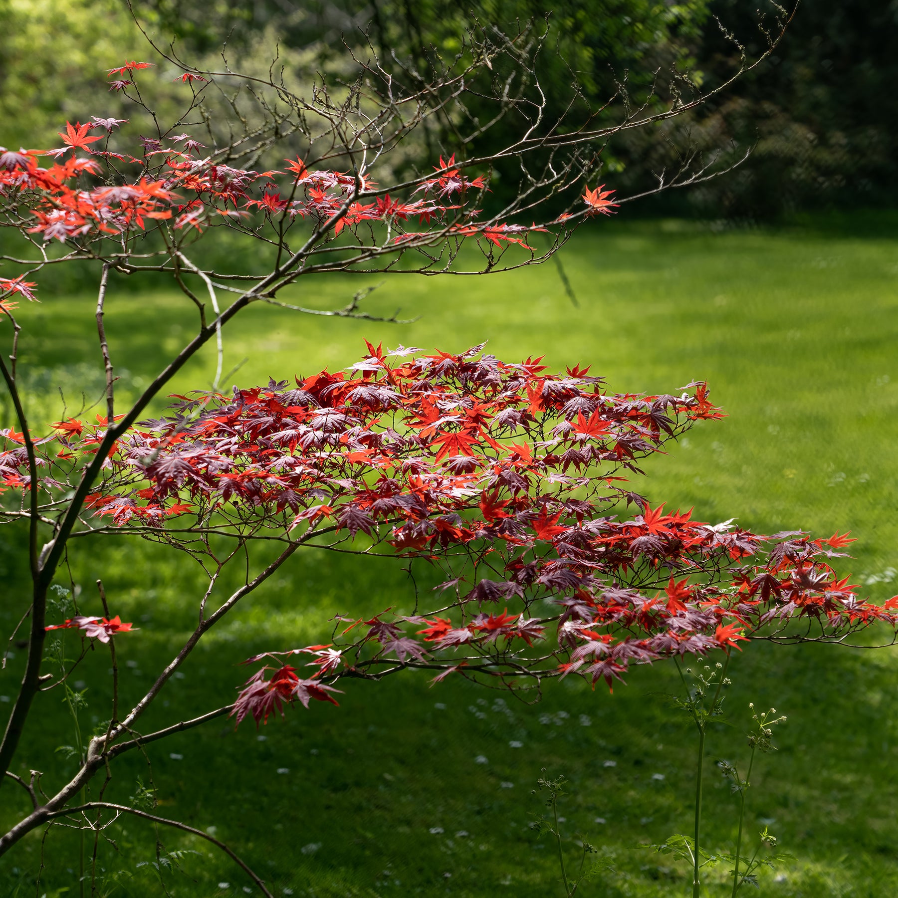 Vente Erable pourpre du Japon - Acer palmatum Atropurpureum