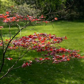 Vente Erable pourpre du Japon - Acer palmatum Atropurpureum