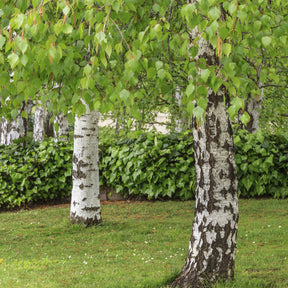 Betula pendula - Bouleau commun - Bouleau