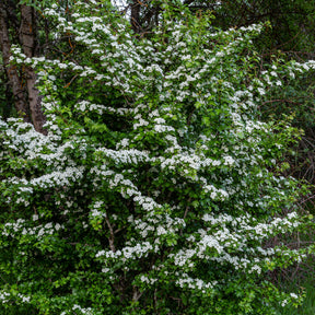 Crataegus monogyna - Aubépine - Arbustes à fleurs