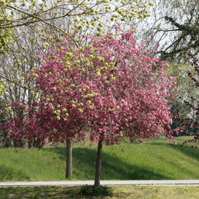Malus 'liset' - Pommier d'ornement Liset - Pommier à fleurs
