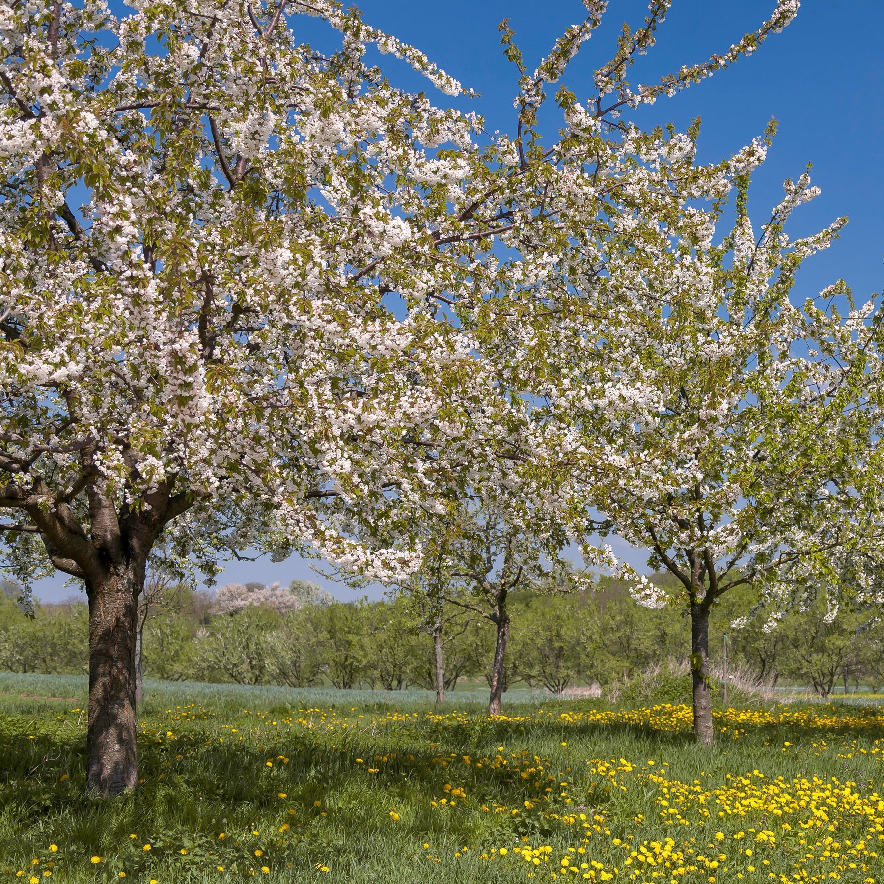 Prunus avium - Merisier des oiseaux - Arbres à fleurs