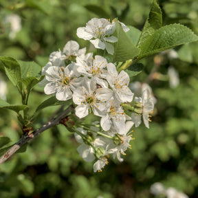 Arbres à fleurs - Merisier des oiseaux - Prunus avium