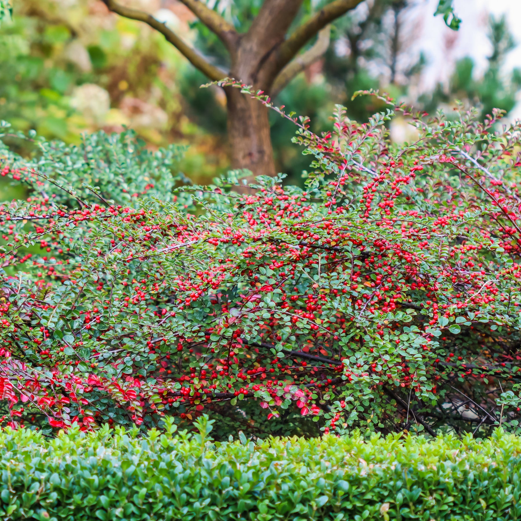 Cotoneaster horizontalis - Cotoneaster rampant - Cotonéaster