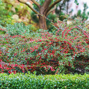 Cotoneaster horizontalis - Cotoneaster rampant - Cotonéaster