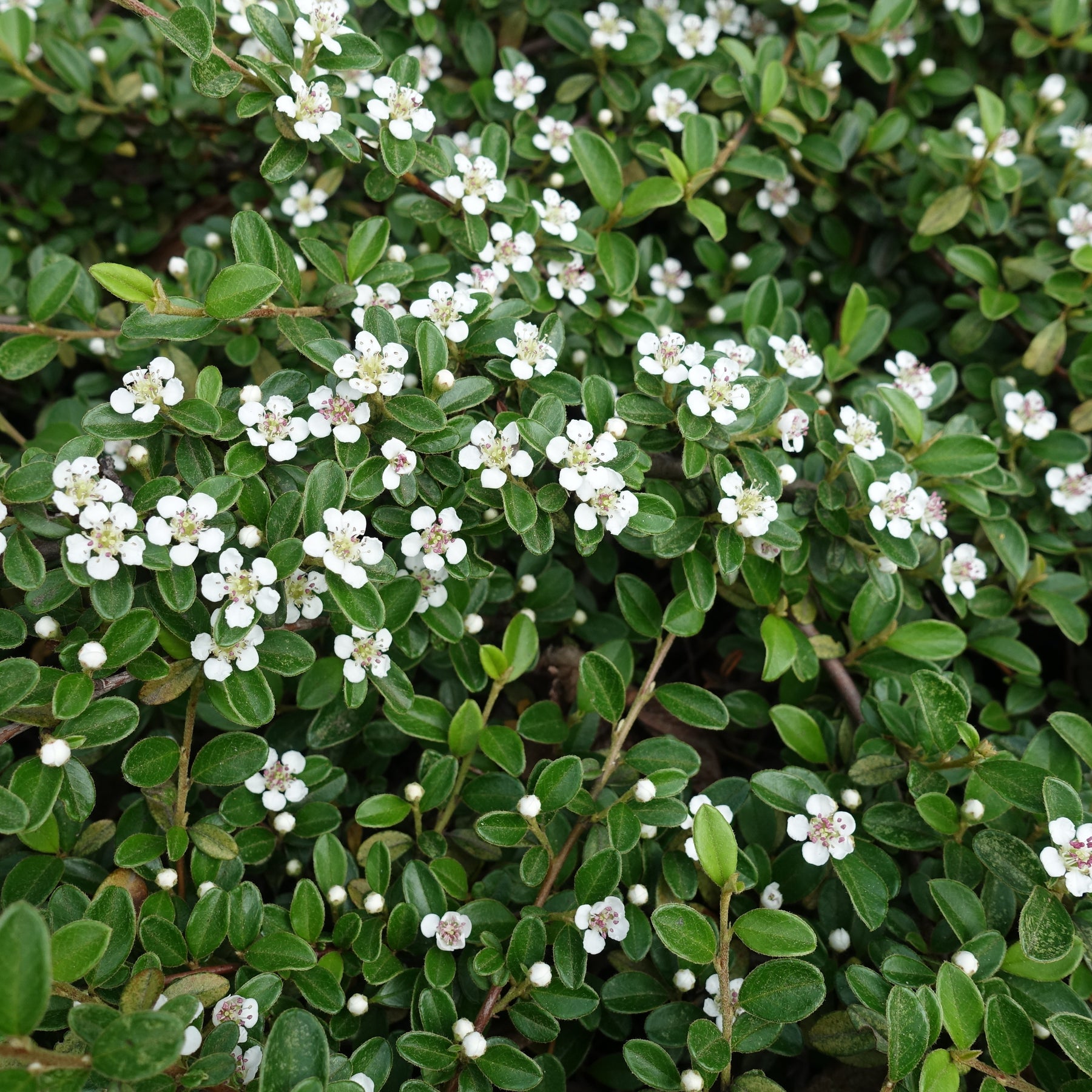 Cotonéaster - Cotoneaster rampant - Cotoneaster horizontalis