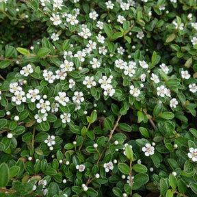 Cotonéaster - Cotoneaster rampant - Cotoneaster horizontalis