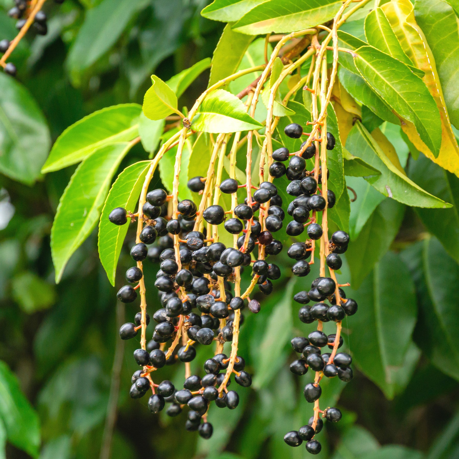 Lauriers - Laurier du Portugal - Prunus lusitanica