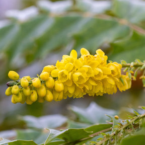 Mahonia media Winter Sun - Mahonia media 'winter sun' - Willemse