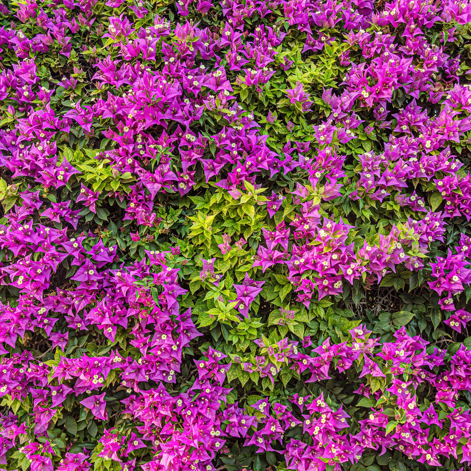 Vente Bougainvillier Violet - Bougainvillea purple