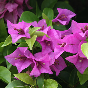 Bougainvillea purple - Bougainvillier Violet - Bougainvilliers