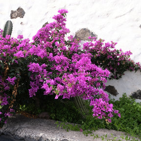 Bougainvilliers - Bougainvillier Violet - Bougainvillea purple