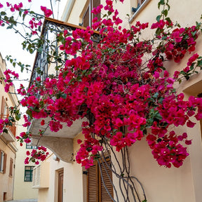 Bougainvillier Rouge - Willemse