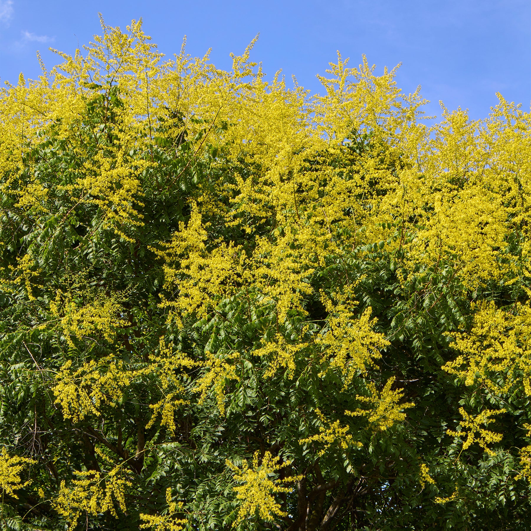 Savonnier - Koelreuteria paniculata - Willemse