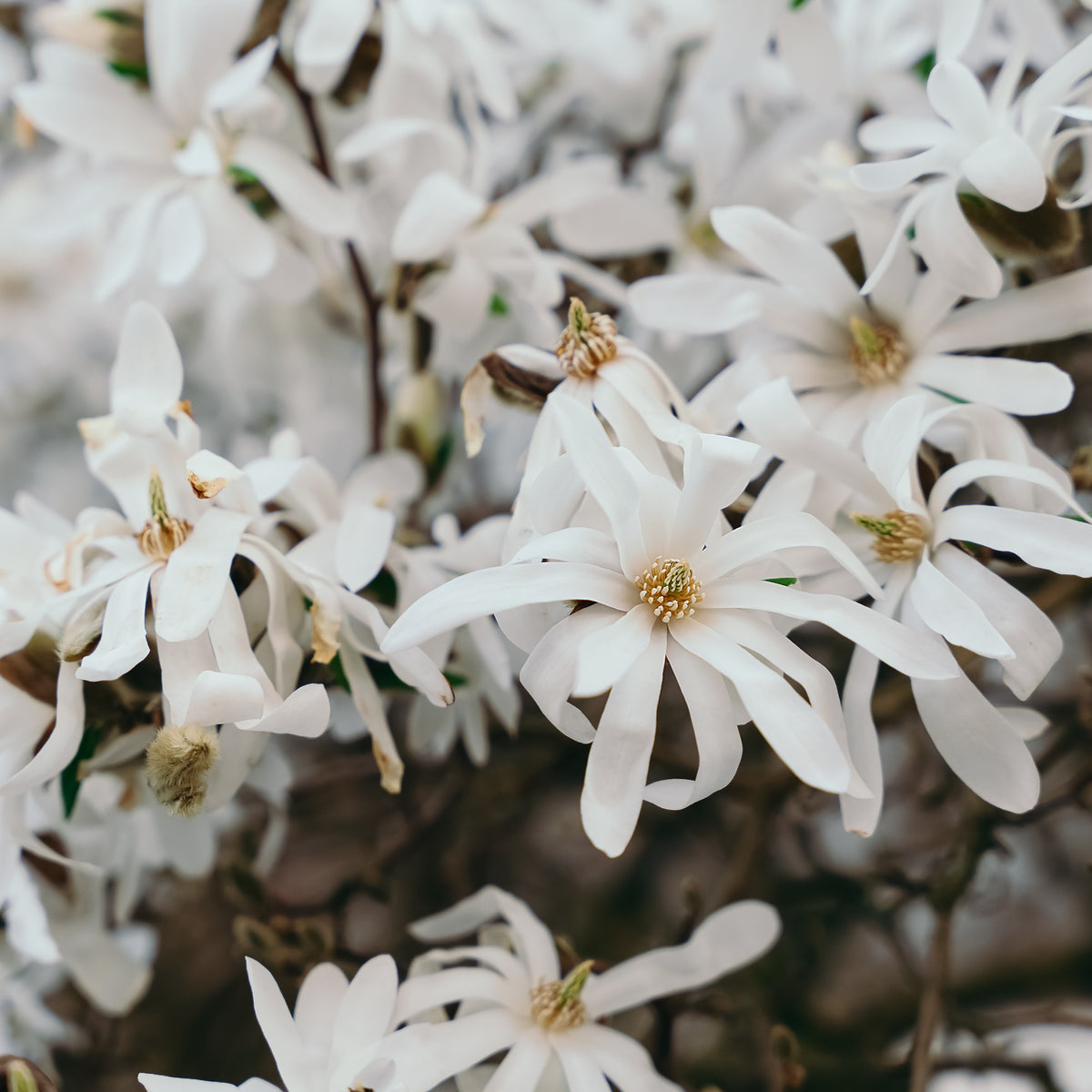 Magnolia stellata Royal Star - Magnolia stellata Royal Star - Willemse