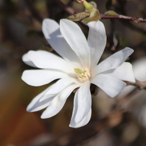 Magnolias - Magnolia stellata Royal Star - Magnolia stellata Royal Star