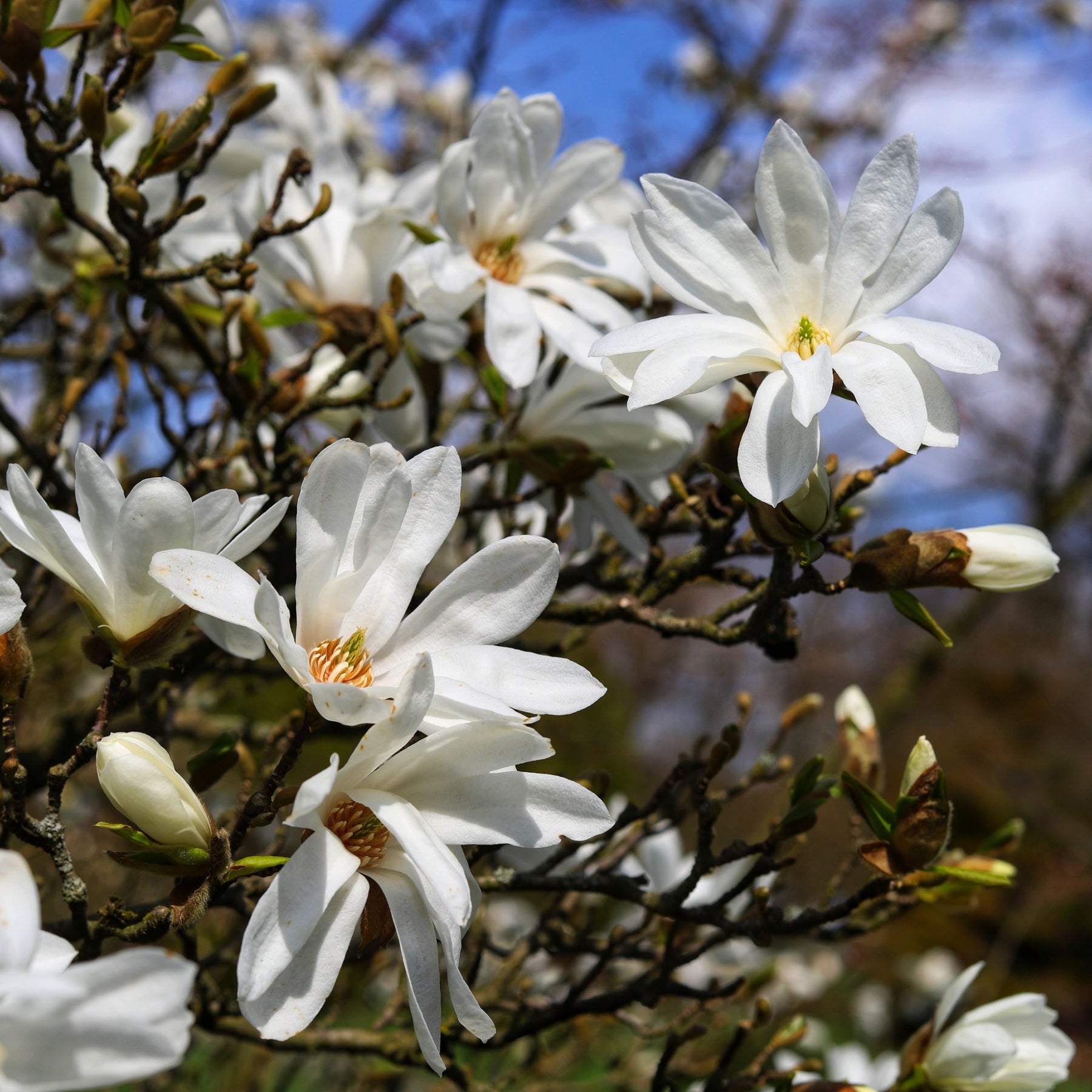 Magnolia stellata Royal Star - Willemse