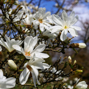 Magnolia stellata Royal Star - Willemse