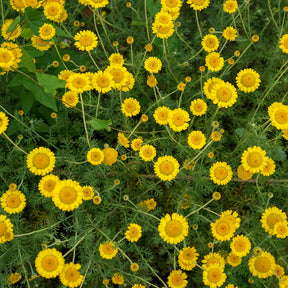 Anthemis tinctoria Kelwayi - Anthemis tinctoria kelwayi - Willemse