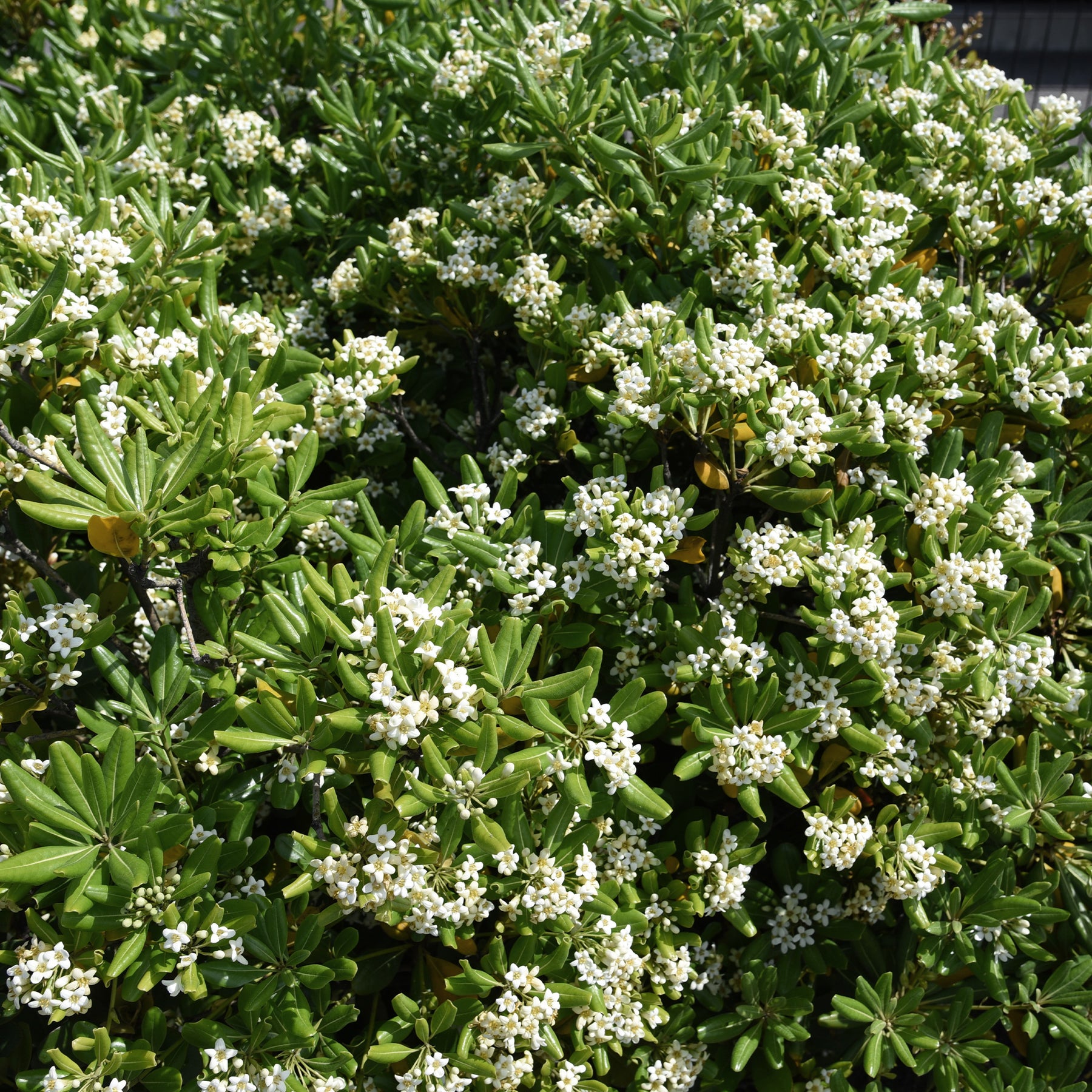 Vente Pittosporum tobira