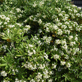 Vente Pittosporum tobira