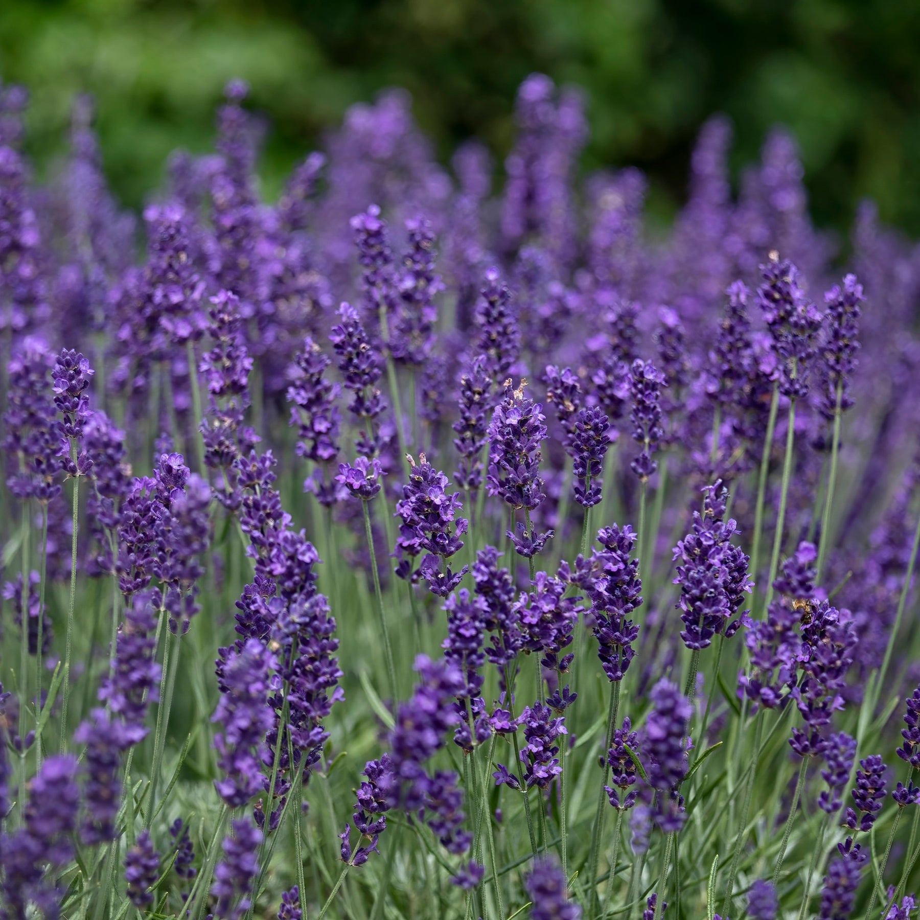 Lavandes - Lavande vraie Hidcote - Lavandula angustifolia Hidcote