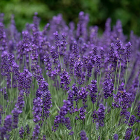 Lavandes - Lavande vraie Hidcote - Lavandula angustifolia Hidcote