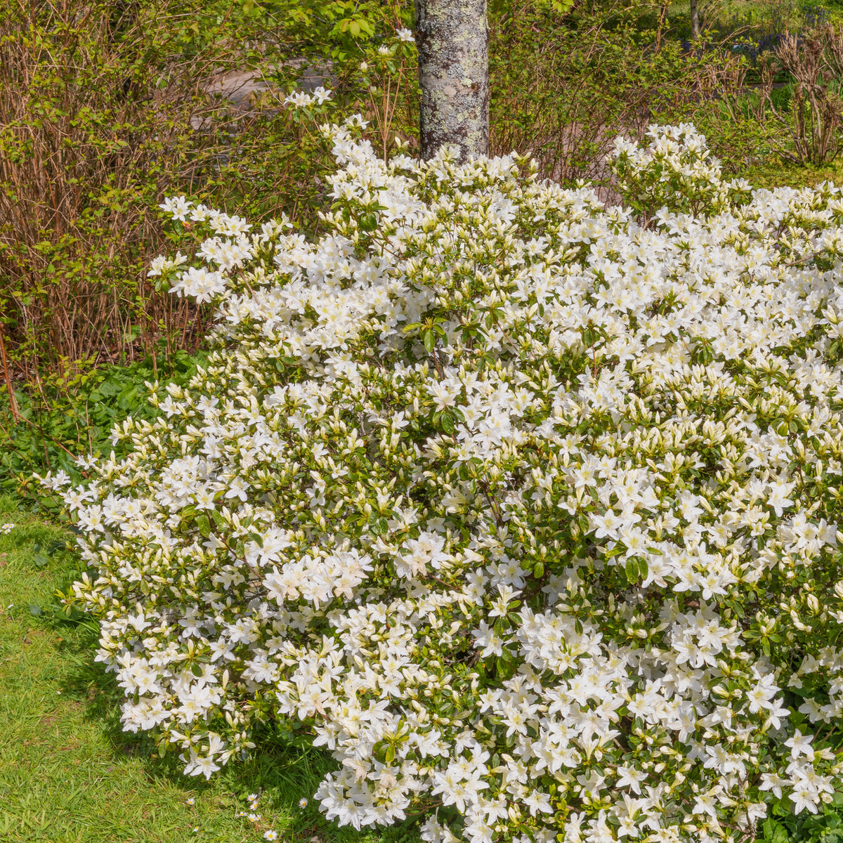 Azalea Palestrina - Azalea palestrina - Willemse