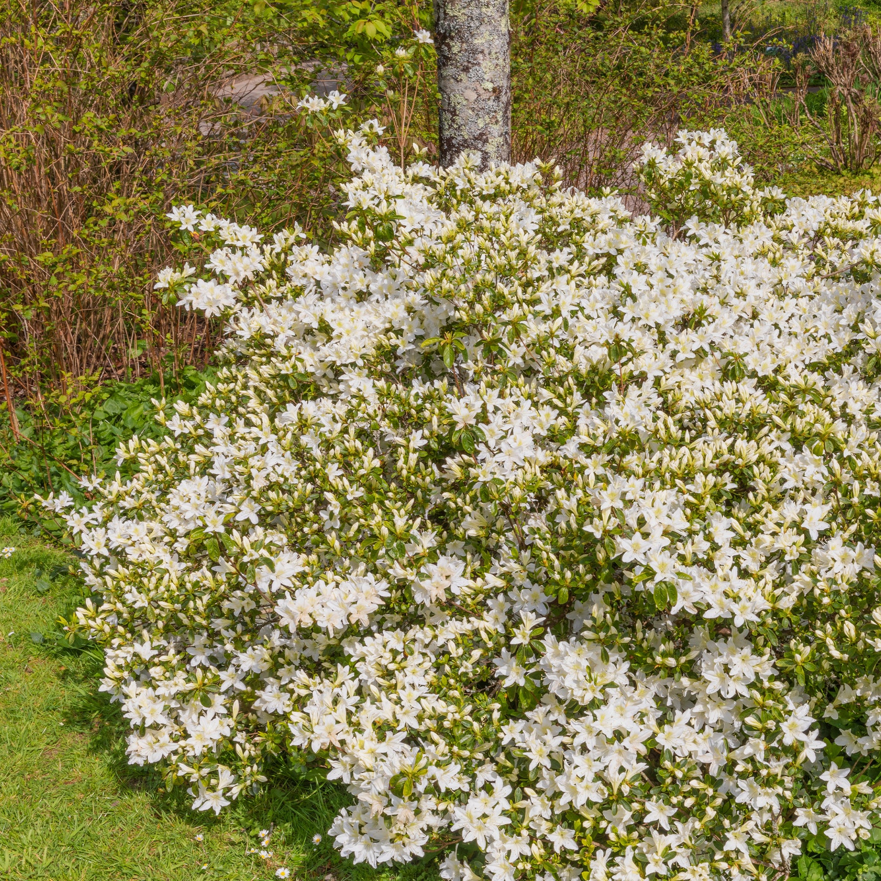 Azalea Palestrina - Azalea palestrina - Willemse