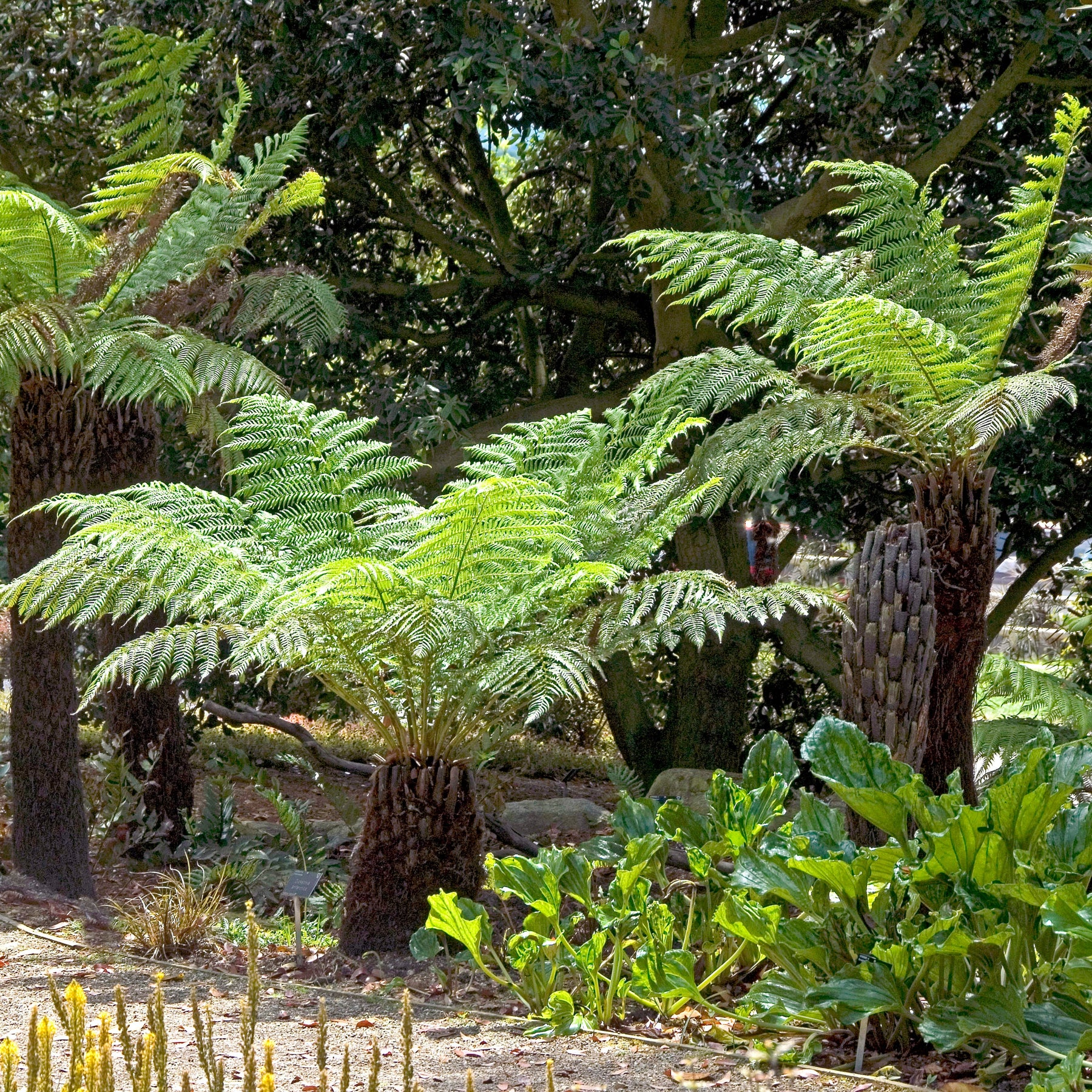Dicksonia antarctica - Fougère arborescente de Tasmanie - Fougères