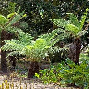 Dicksonia antarctica - Fougère arborescente de Tasmanie - Fougères